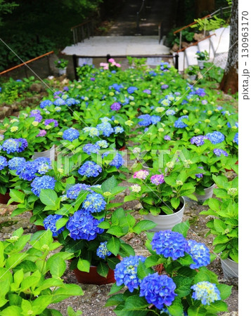 紫陽花 130963170