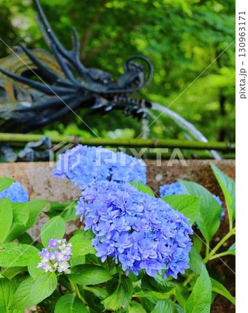 紫陽花 紫陽花 130963171