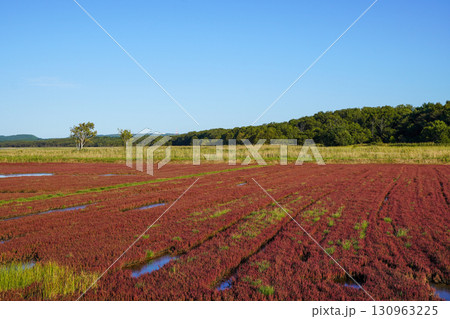 日本一サンゴ草群落地・網走国定公園 130963225