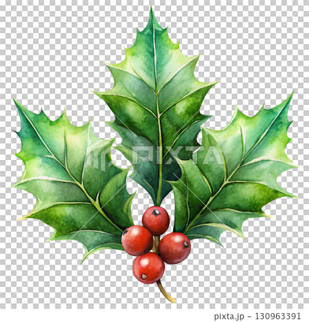 Holly Minimal Watercolor PNG White background 130963391