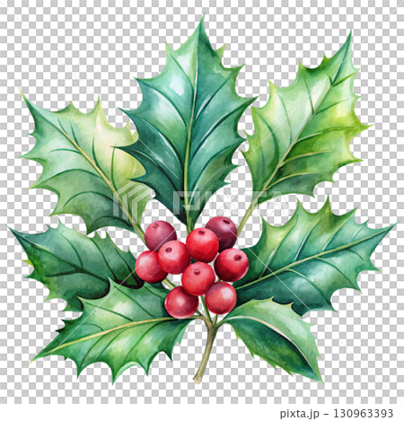 Holly Minimal Watercolor PNG White background 130963393