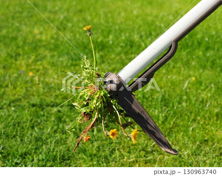 Dandelions Root remover Dandelions Root remover 130963740