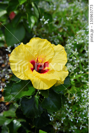黄色いハイ ビスカス　 130963773