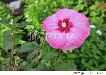 ハイ ビスカス　サマリフィック　ストロベリーマーブル 130963774