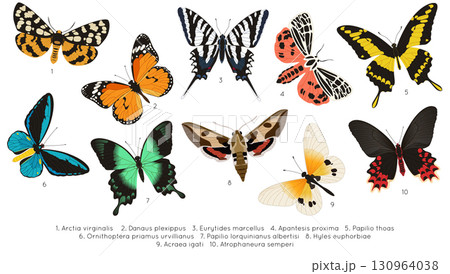 Butterfly. Vintage engraving art. Colorful classic illustration. Hand drawn filigree insects and moths. Detailed retro design. Nature tropical decorative symbol, spring element. Vector isolated set 130964038