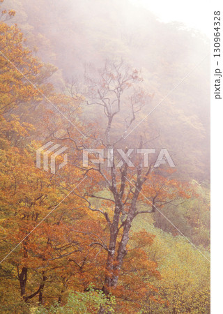霧に包まれた紅葉のブナの森 130964328