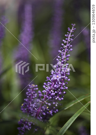 紫色のヤブランの花が咲いています。学名はLiriope muscariです。 130964659