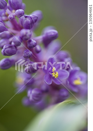 紫色のヤブランの花が咲いています。学名はLiriope muscariです。 130964661