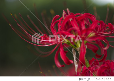 彼岸花(ヒガンバナ)の赤い花が咲いています。学名はLycoris radiataです。 彼岸花(ヒガンバナ)の赤い花が咲いています。学名はLycoris radiataです。 130964727