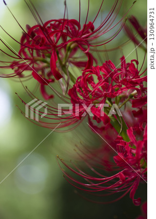 彼岸花(ヒガンバナ)の赤い花が咲いています。学名はLycoris radiataです。 彼岸花(ヒガンバナ)の赤い花が咲いています。学名はLycoris radiataです。 130964731