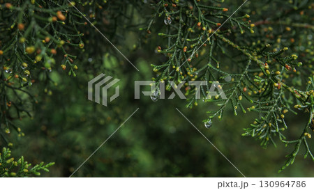 Raindrops on Green Pine Leaves After Rain 130964786