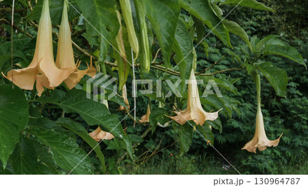 Beautiful Yellow Angel's Trumpet Flowers (Brugmansia) 130964787