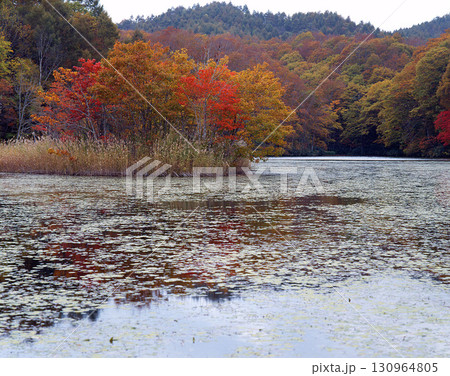 紅葉した裏磐梯二つ目沼 130964805
