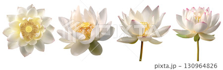 Set of beautiful purple Magnolia flowers isolated on transparent background. Set of beautiful purple Magnolia flowers isolated on transparent background. 130964826