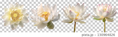Set of beautiful purple Magnolia flowers isolated on transparent background. Set of beautiful purple Magnolia flowers isolated on transparent background. 130964826
