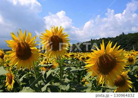 夏の空バックに咲くヒマワリの花 夏の空バックに咲くヒマワリの花 130964832