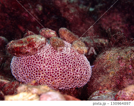 石をくっつけているラッパウニ 石をくっつけているラッパウニ 130964897