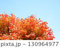 ハウチワカエデの紅葉 130964977