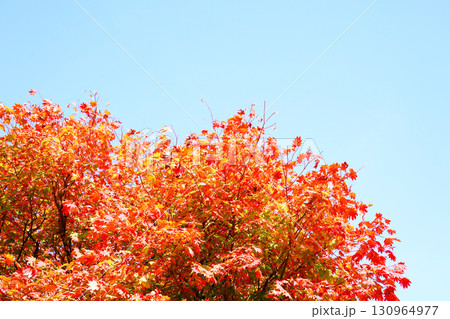 ハウチワカエデの紅葉 ハウチワカエデの紅葉 130964977