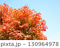 ハウチワカエデの紅葉 130964978