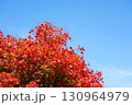 ハウチワカエデの紅葉 130964979
