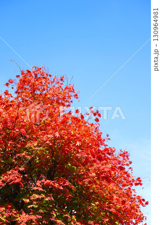 ハウチワカエデの紅葉 130964981