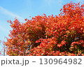 ハウチワカエデの紅葉 130964982