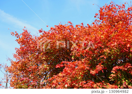 ハウチワカエデの紅葉 130964982