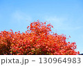 ハウチワカエデの紅葉 130964983