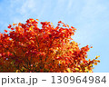 ハウチワカエデの紅葉 130964984