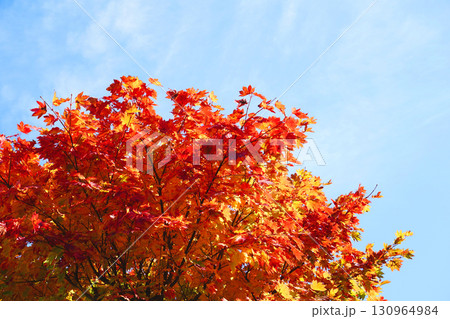 ハウチワカエデの紅葉 ハウチワカエデの紅葉 130964984