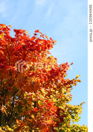 ハウチワカエデの紅葉 ハウチワカエデの紅葉 130964986