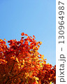 ハウチワカエデの紅葉 130964987