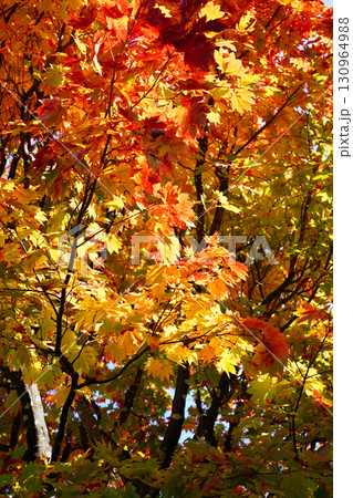 ハウチワカエデの紅葉 130964988