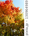 ハウチワカエデの紅葉 130964989