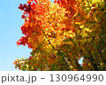 ハウチワカエデの紅葉 130964990