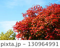 ハウチワカエデの紅葉 130964991