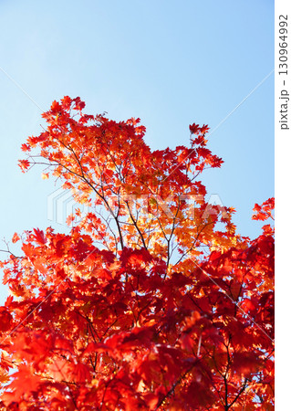 ハウチワカエデの紅葉 130964992