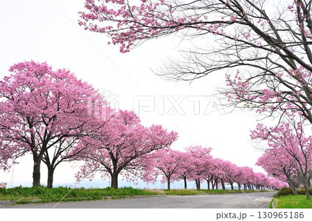 マイロード桜の舞う道(新潟県) マイロード桜の舞う道(新潟県) 130965186