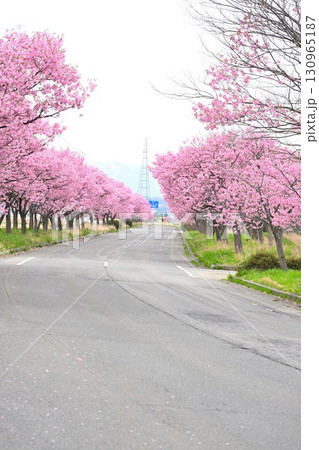マイロード桜の舞う道（新潟県） 130965187