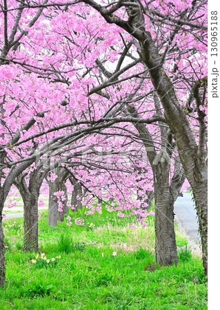 マイロード桜の舞う道（新潟県） 130965188