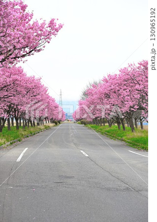 マイロード桜の舞う道（新潟県） 130965192