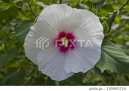 植物園に白色のフヨウの花が咲いています。学名はHibiscus mutabilisです。 130965214