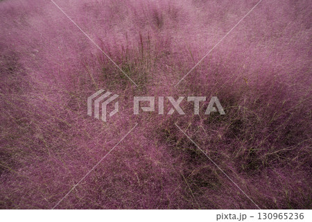 カピラリス（ミューレンベルギア）の穂がピンク色になっています。学名は　Muhlenbergia 130965236