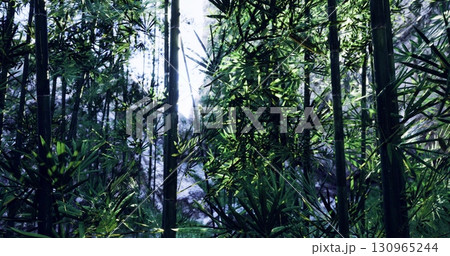 Sunlight filters through a dense bamboo forest, creating a serene and tranquil atmosphere. The vibrant green leaves enhance the natural beauty and peace of the environment. 130965244