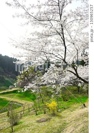 下条川ダムの桜（新潟県） 130965257
