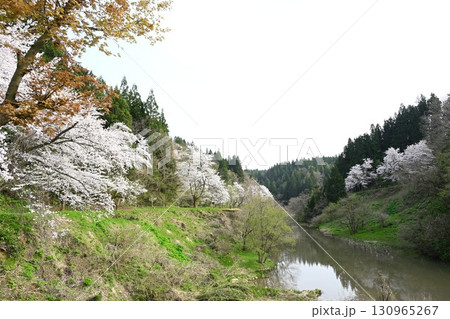 下条川ダムの桜（新潟県） 130965267