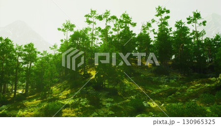 A vibrant green forest showcases tall trees basking in soft sunlight. The rich foliage creates a peaceful atmosphere. Mountaintops can be seen in the background, enhancing the serene beauty. 130965325