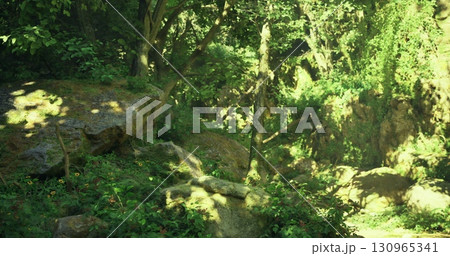 A vibrant landscape filled with greenery, sunlight filters through trees onto rocks and plants. The lush undergrowth indicates a thriving ecosystem near a peaceful forest. 130965341