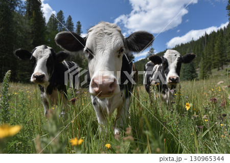 Close-up of Three Cows in a Lush Meadow 130965344